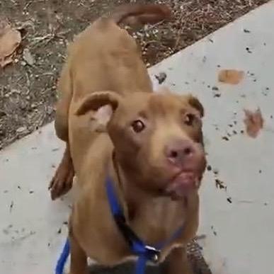 Russet Beautiful Rednose