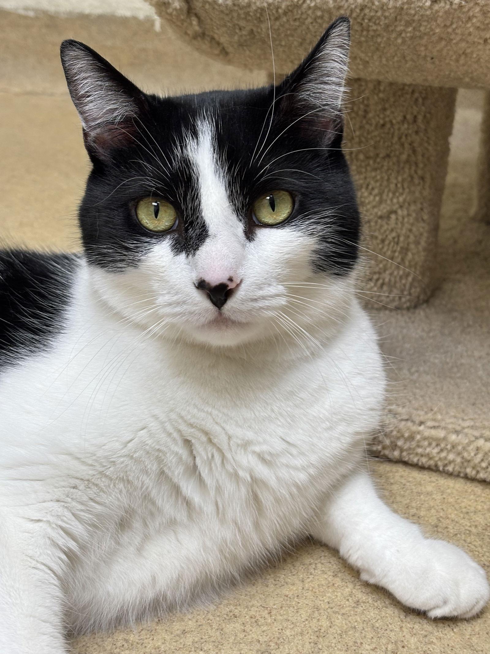 An adult medium-sized male Black & White / Tuxedo Domestic Short Hair cat named Magic for adoption in Brick, NJ