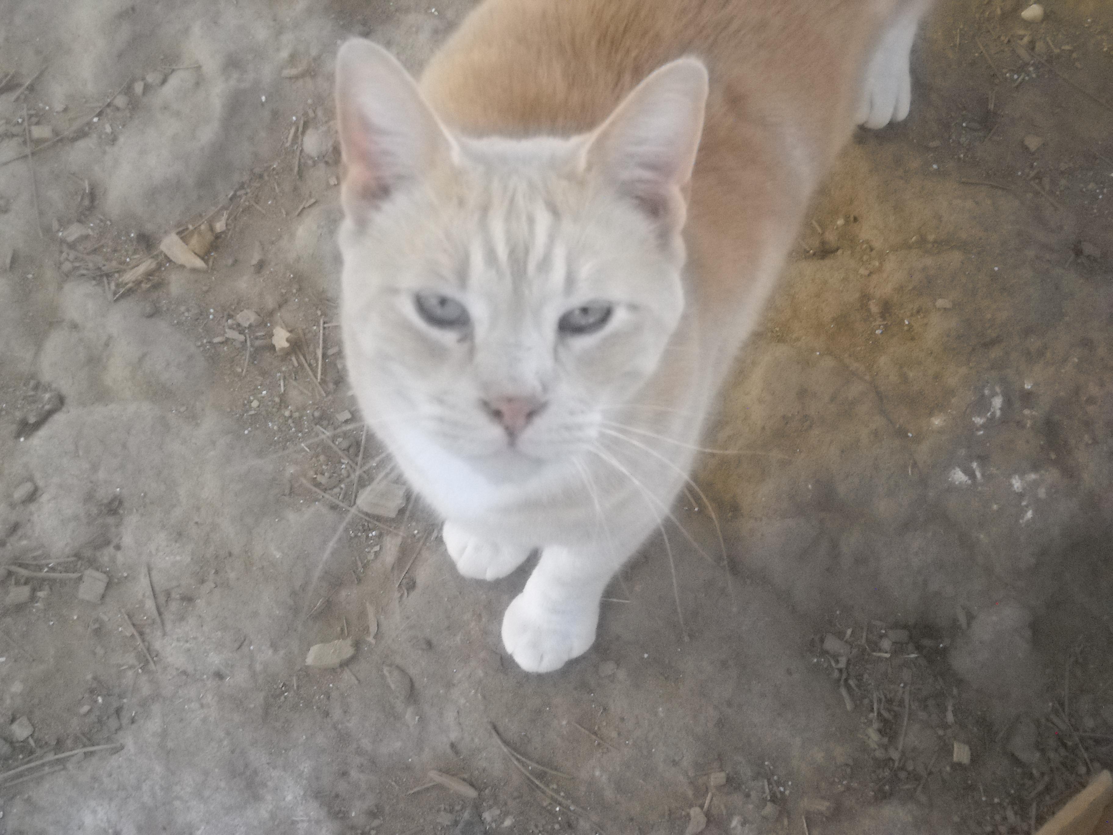 Giovanniorange Tabby