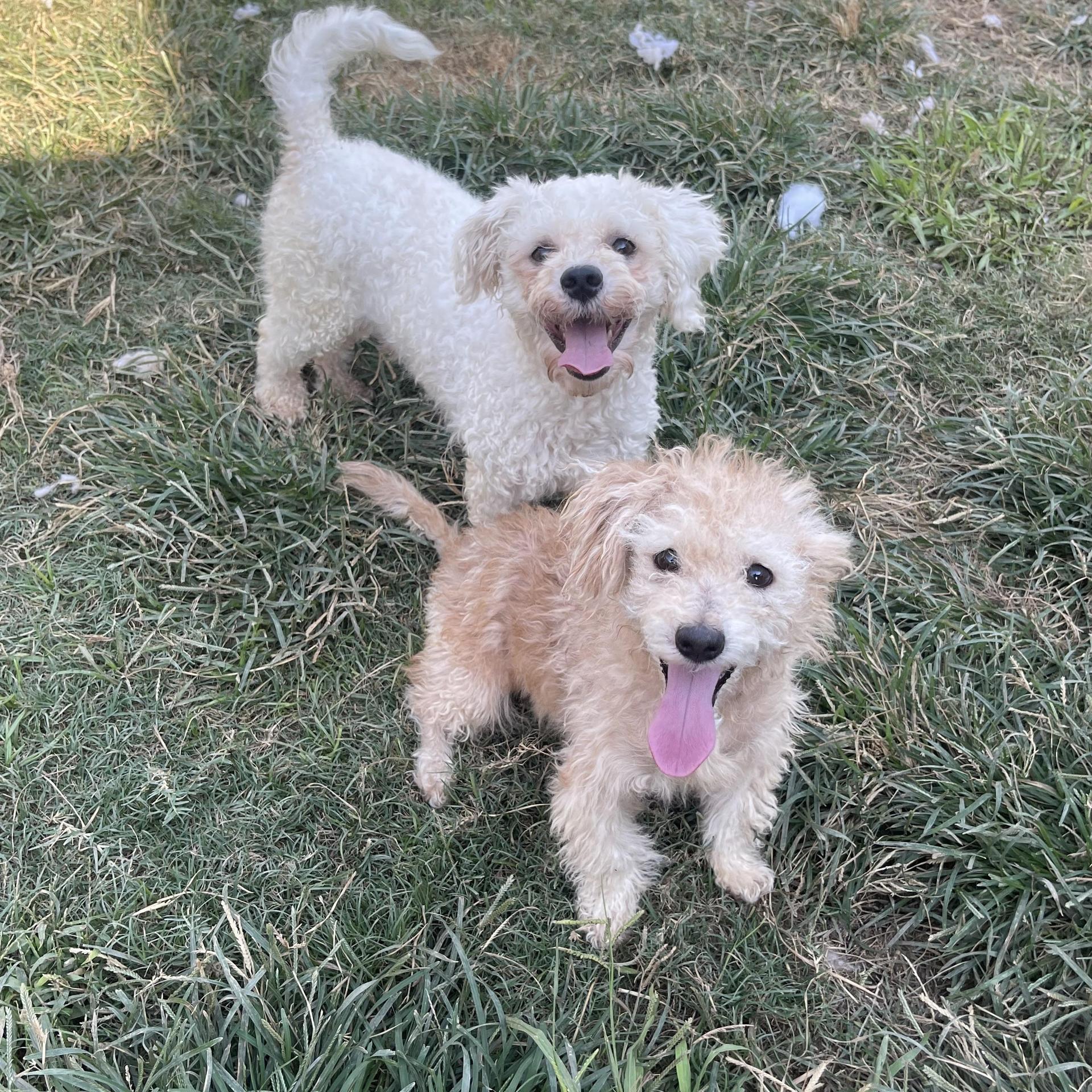 An adult small-sized male White / Cream Maltipoo dog named Mickey for adoption in Richmond, TX
