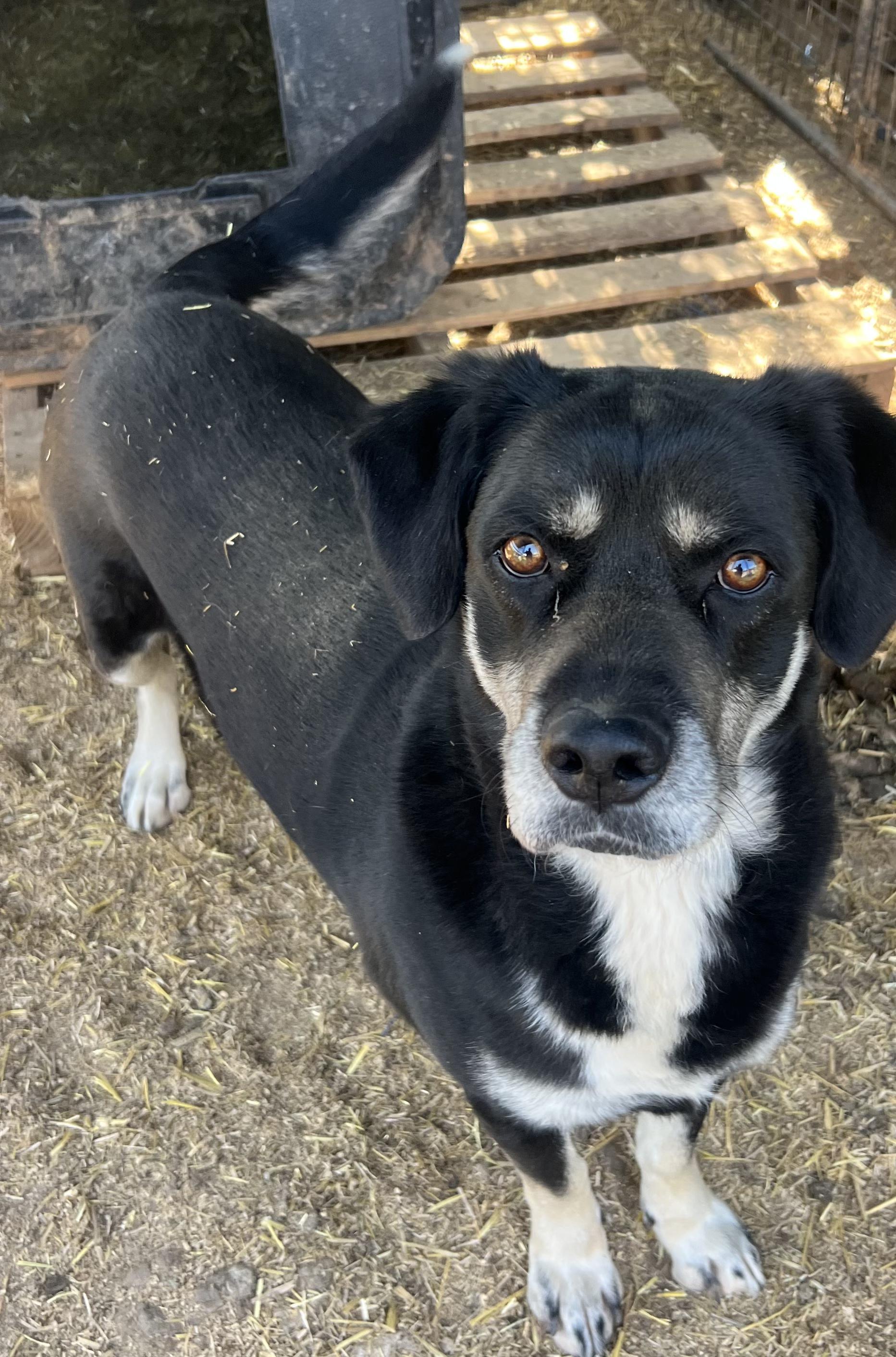 An adult medium-sized male Black Mixed Breed dog named Pj for adoption in Canyon, TX
