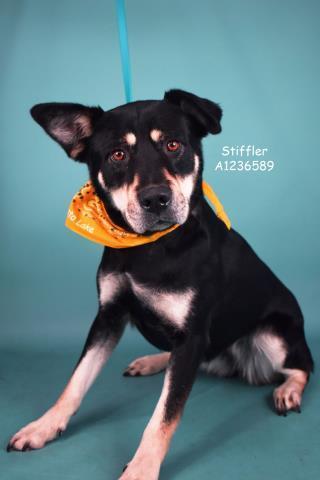 Stiffler Longtime Resident!