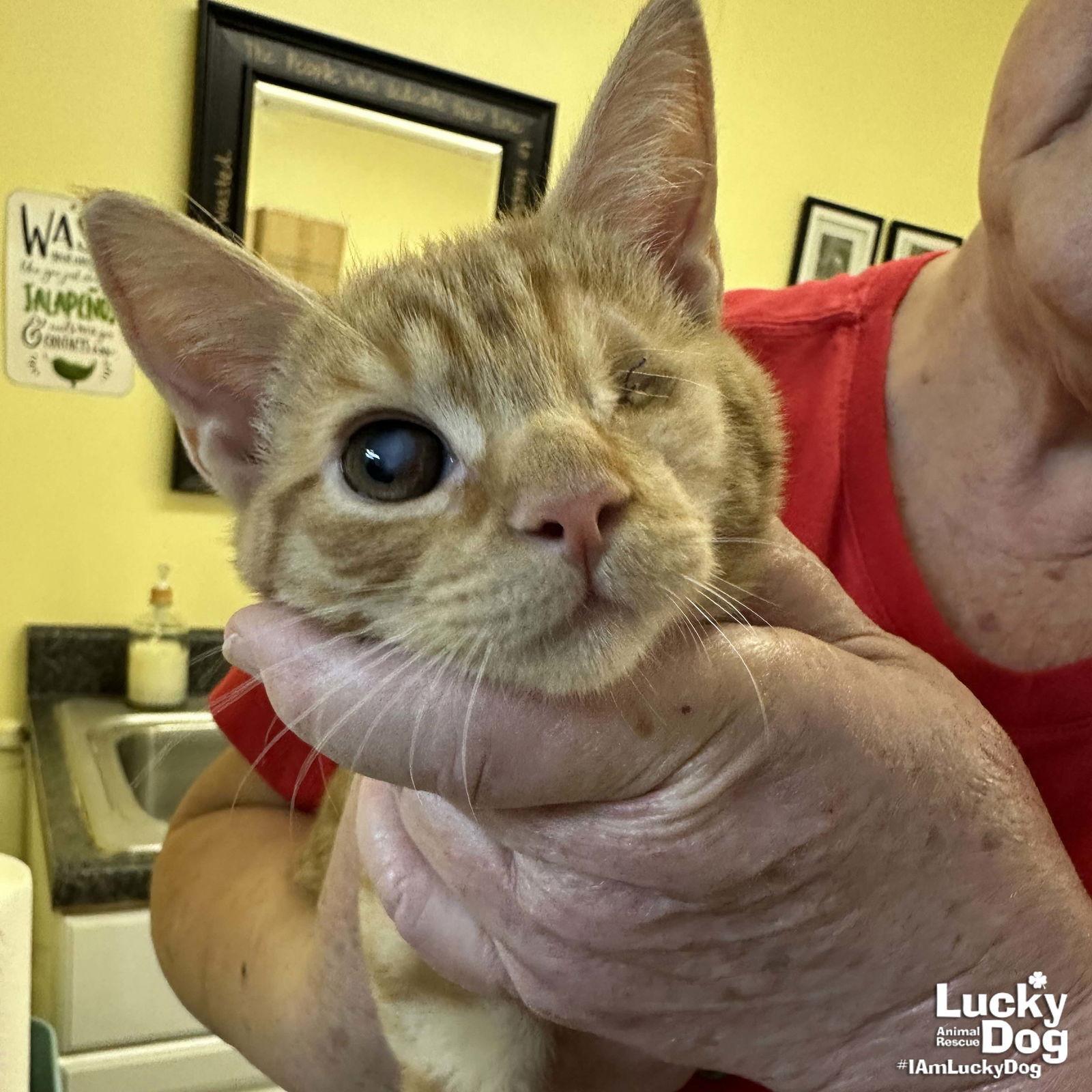 Chantilly Lace photo 1