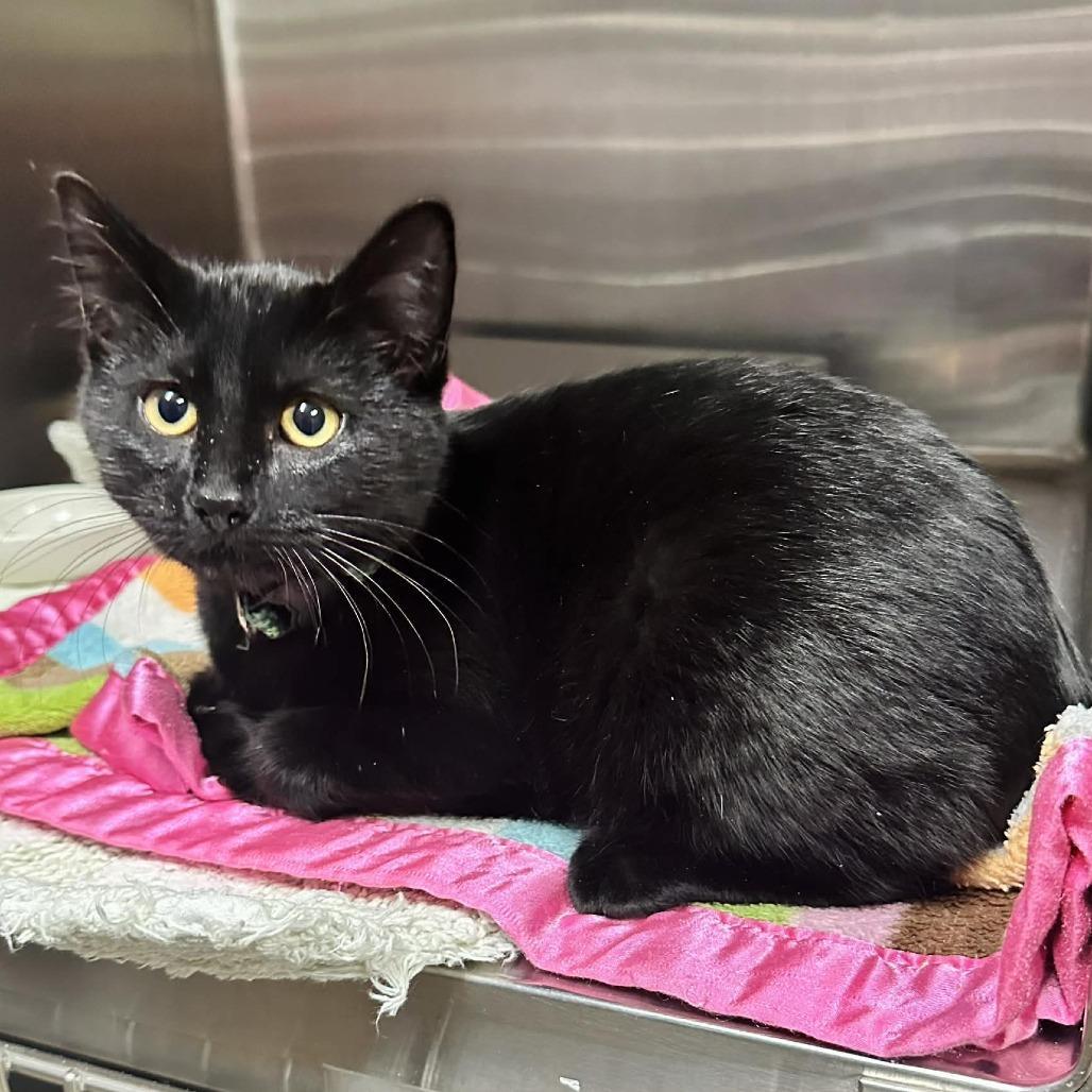 A baby small-sized female Black Domestic Short Hair cat named Secret Eureka Pet Sense for adoption in Union, MO