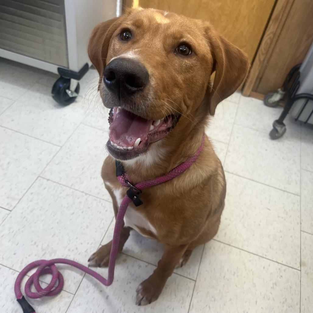 A young medium-sized male Red / Chestnut / Orange Mixed Breed dog named Bobsled for adoption in Columbiana, AL