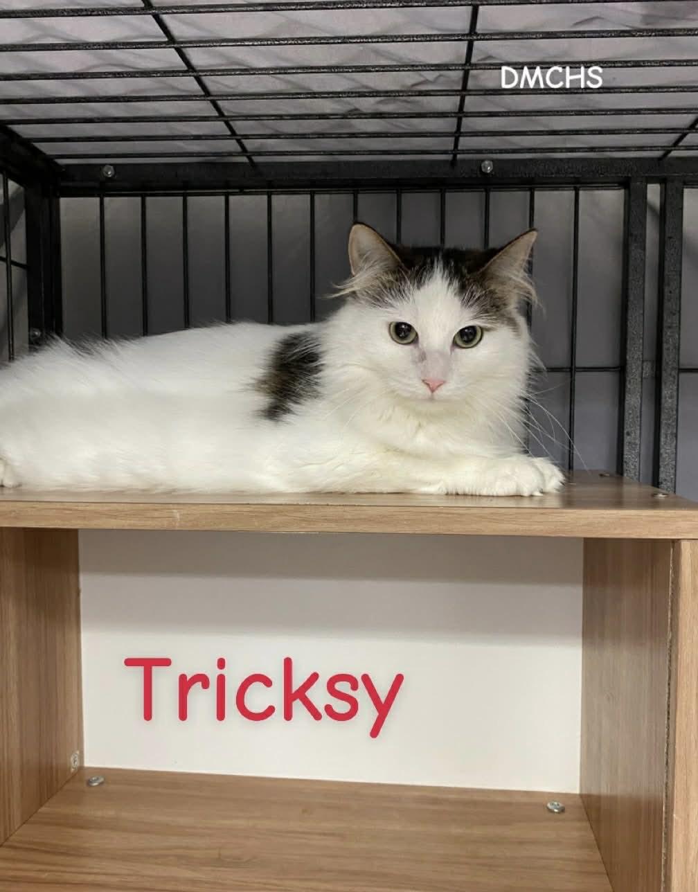 A young medium-sized female White Domestic Medium Hair cat named Tricksy for adoption in Burlington, IA
