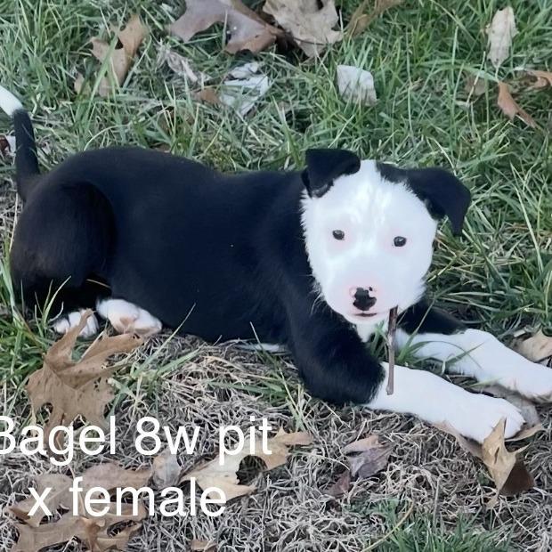 Bagel