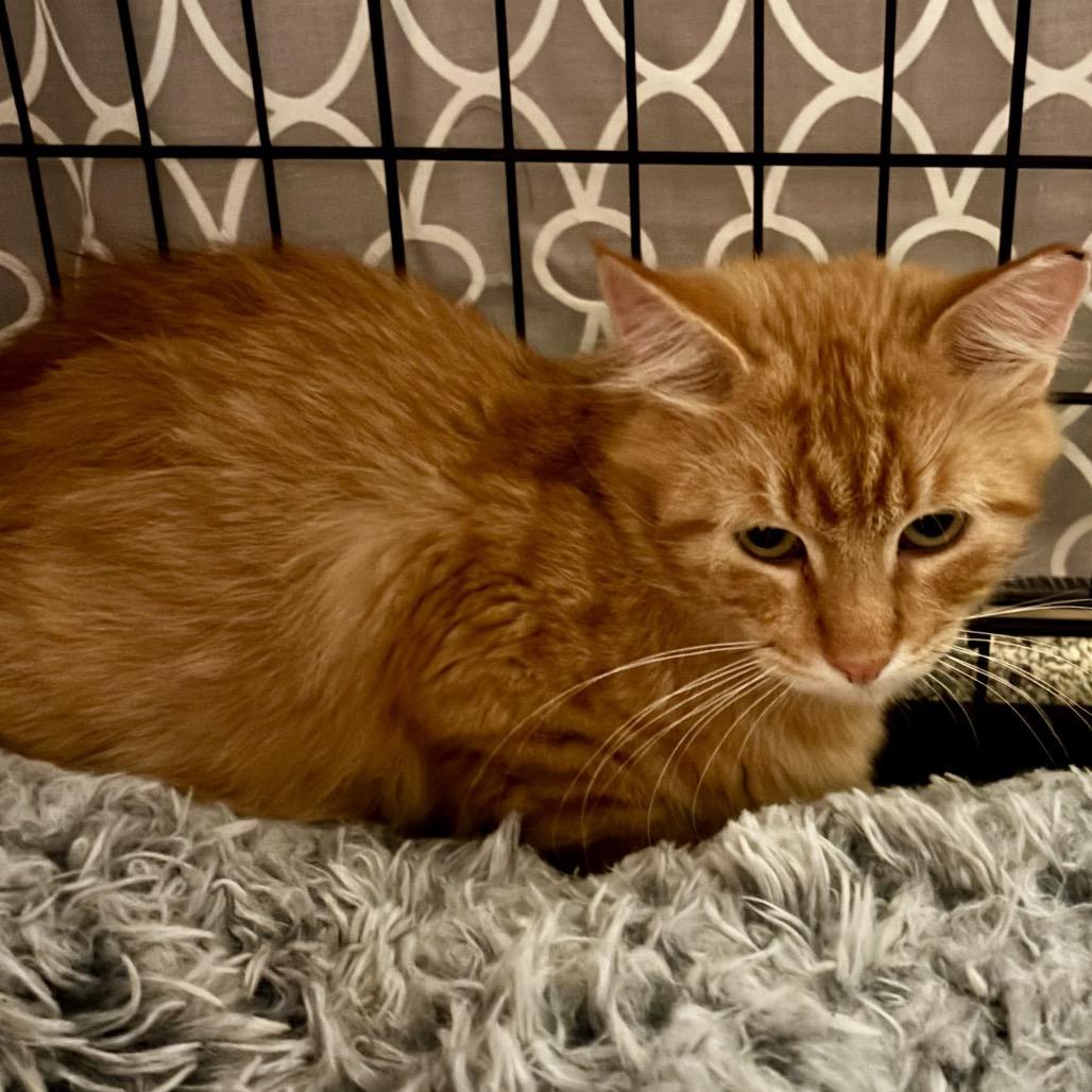 Robotnik Norbury photo 1