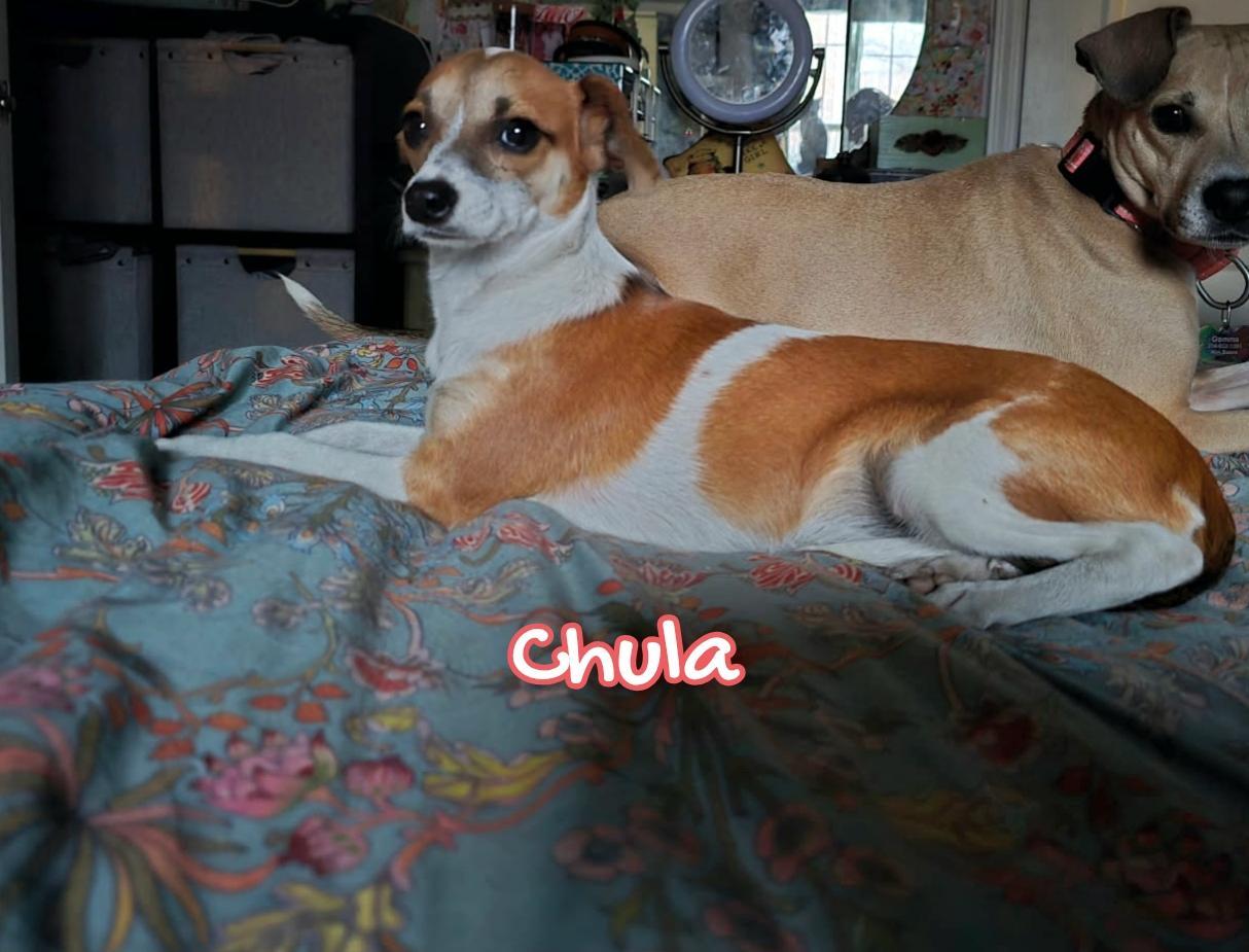 Chula