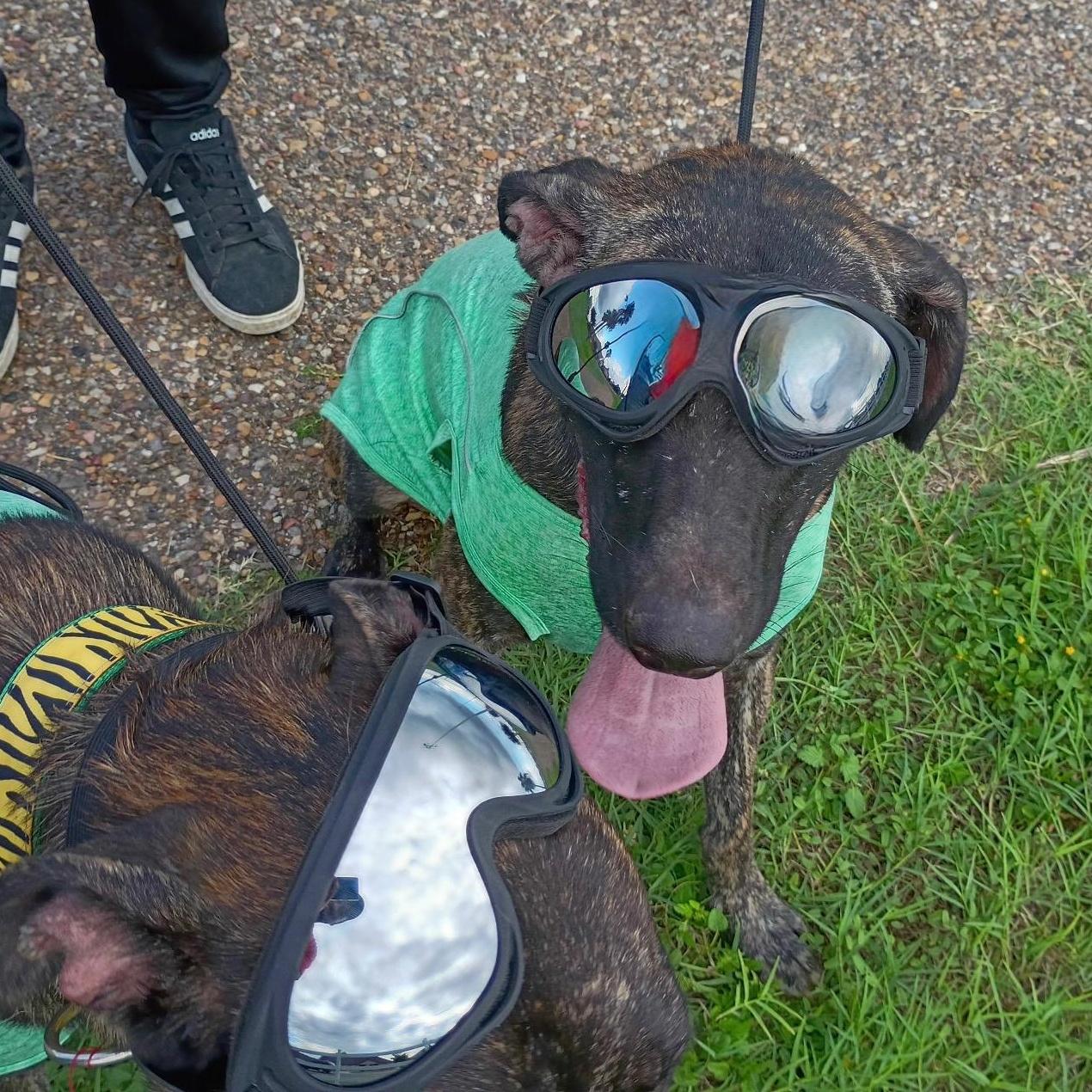 A young medium-sized male Boxer dog named Roger for adoption in Kempner, TX