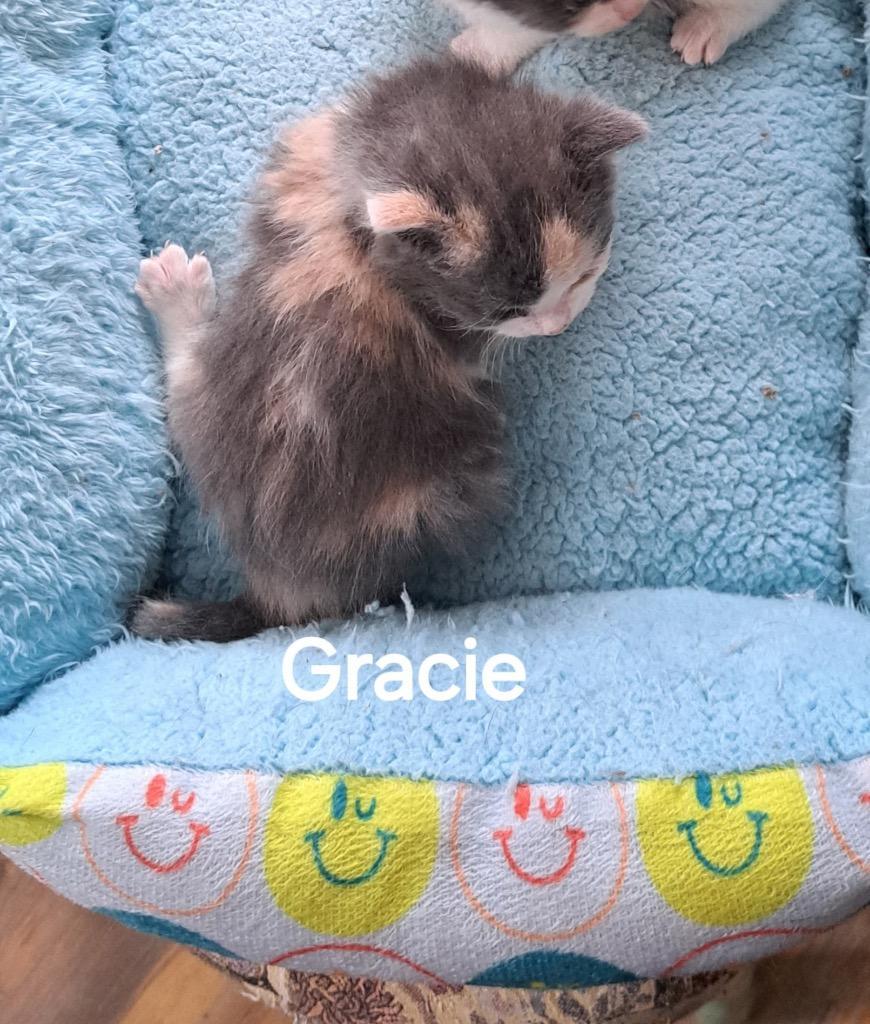 Gracie