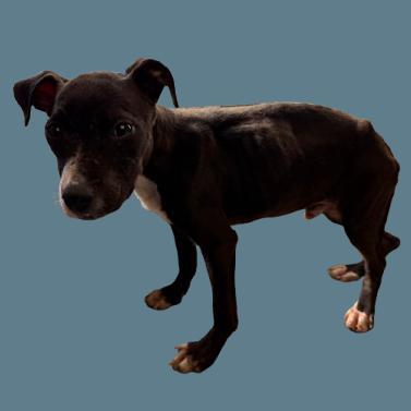 A young small-sized male Black Pit Bull Terrier dog named Munson for adoption in Tuscaloosa, AL