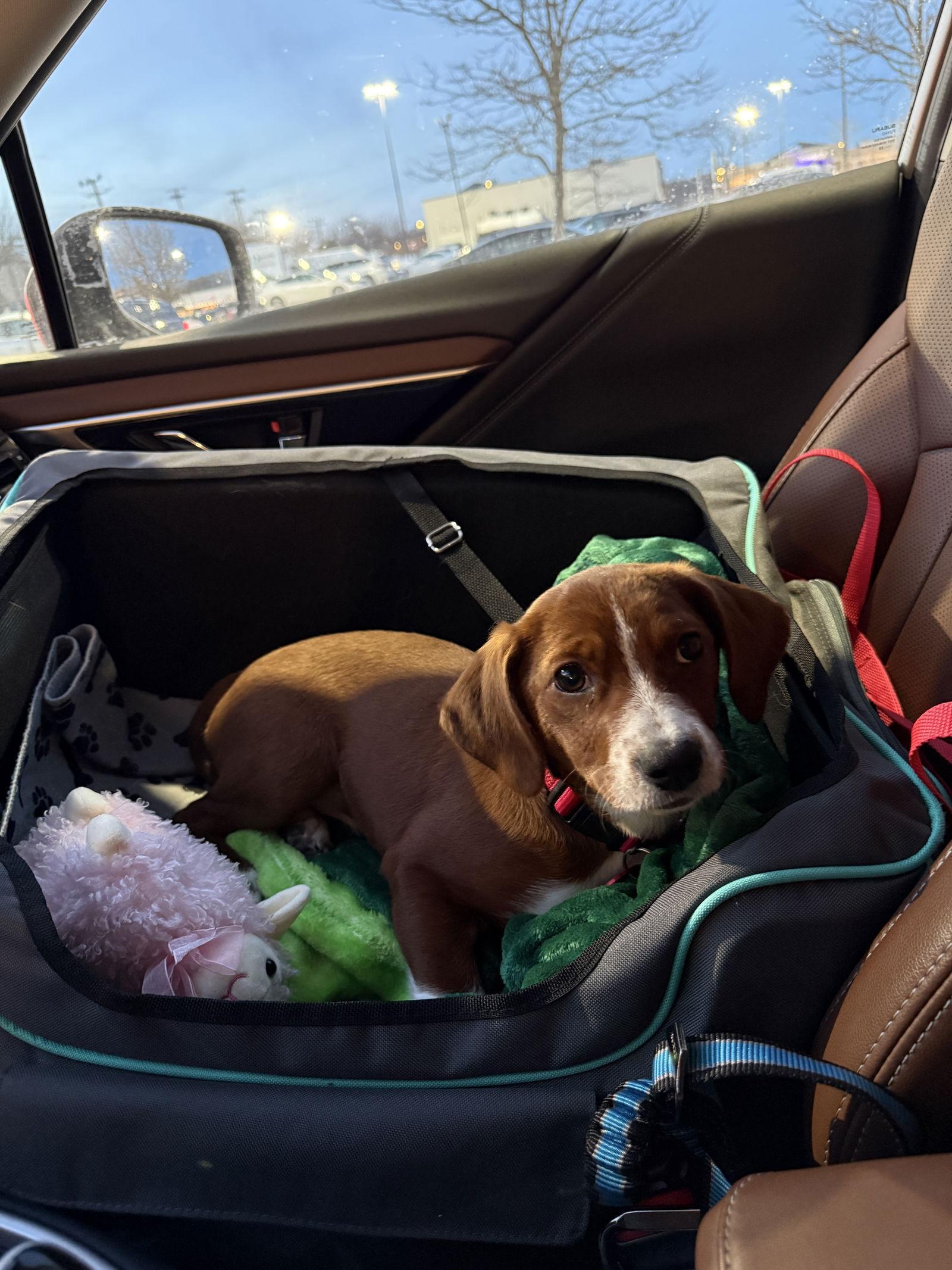 Lucy Priceless Local