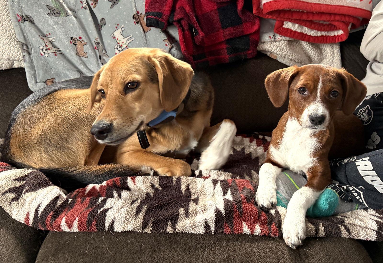 Lucy Priceless Local