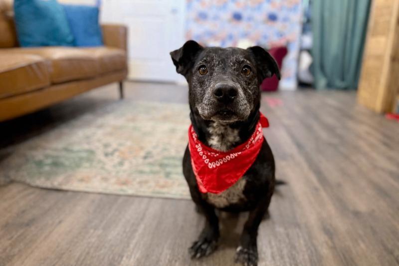 Monty Silver Fox Snuggle