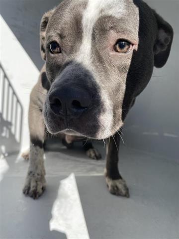 A young large-sized male Pit Bull Terrier dog named Capone for adoption in Houston, TX