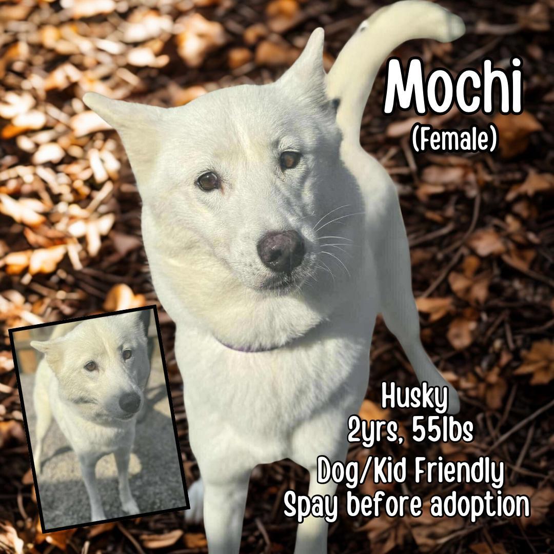 Mochi