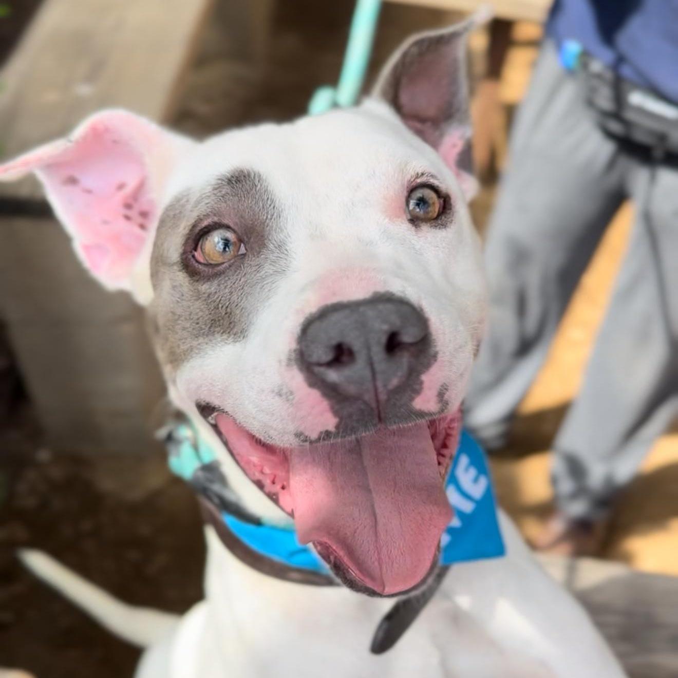 An adult medium-sized male Bicolor American Staffordshire Terrier dog named Rocket Man for adoption in Houston, TX