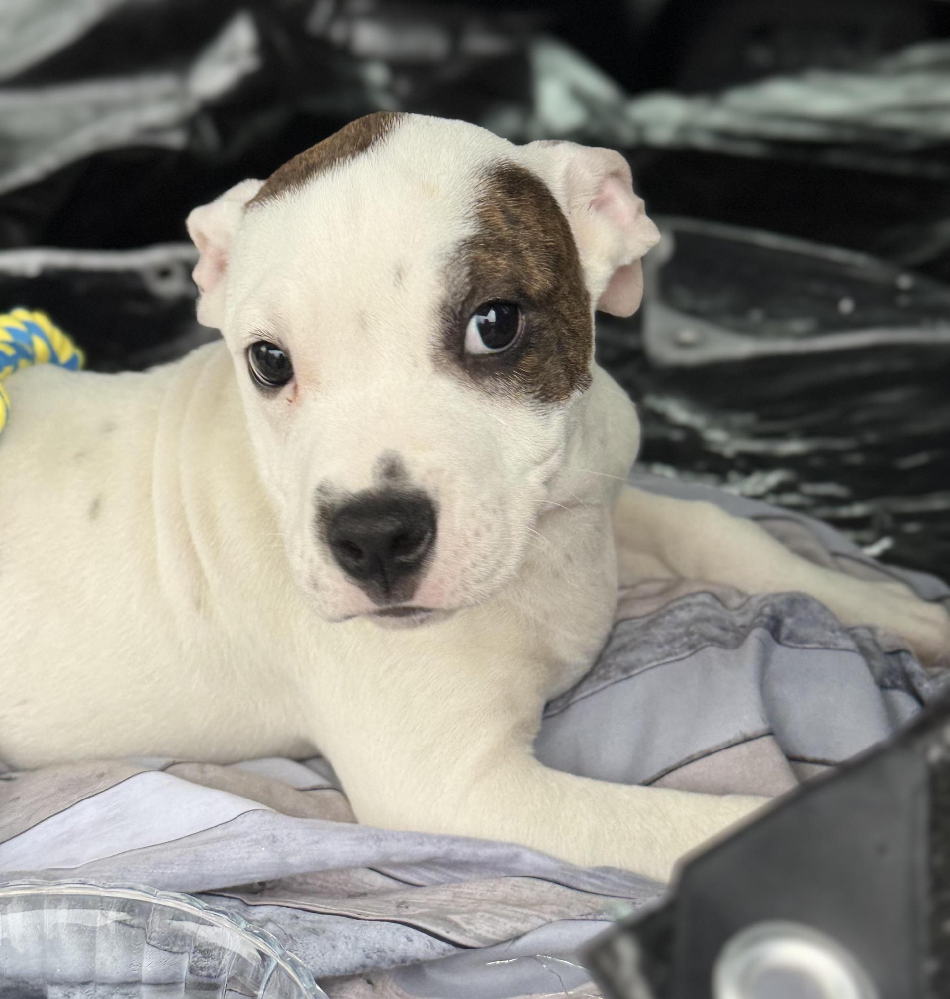 A baby large-sized male Boxer dog named Reuben for adoption in Fosters, AL