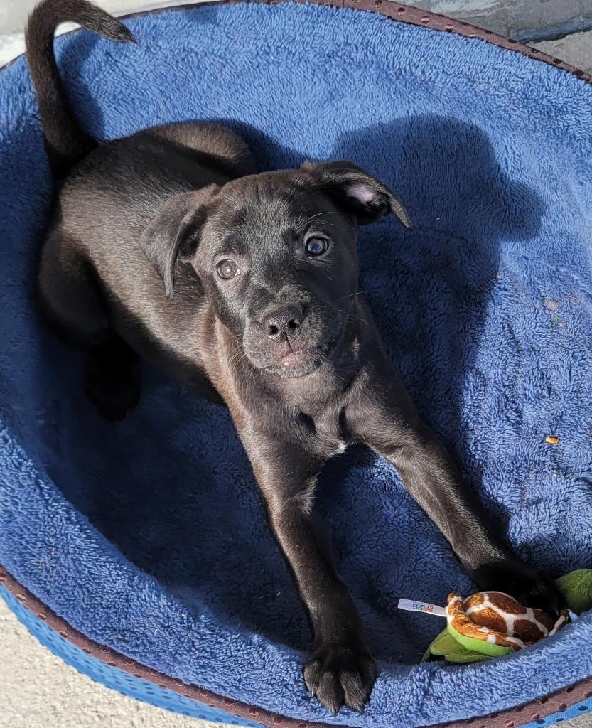 Maverickmo Sweet Puppy!