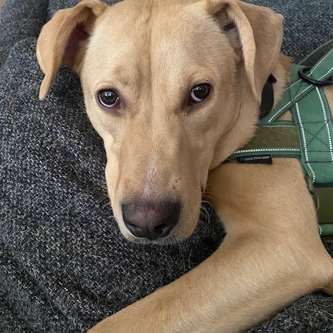 Stella Courtesy Listingcontact Owner