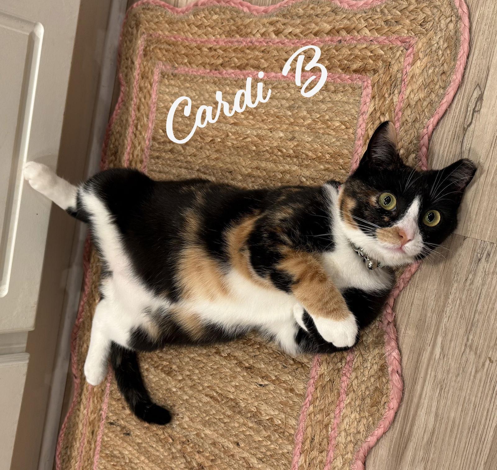 Cardi B Awardwinningpurrmachine