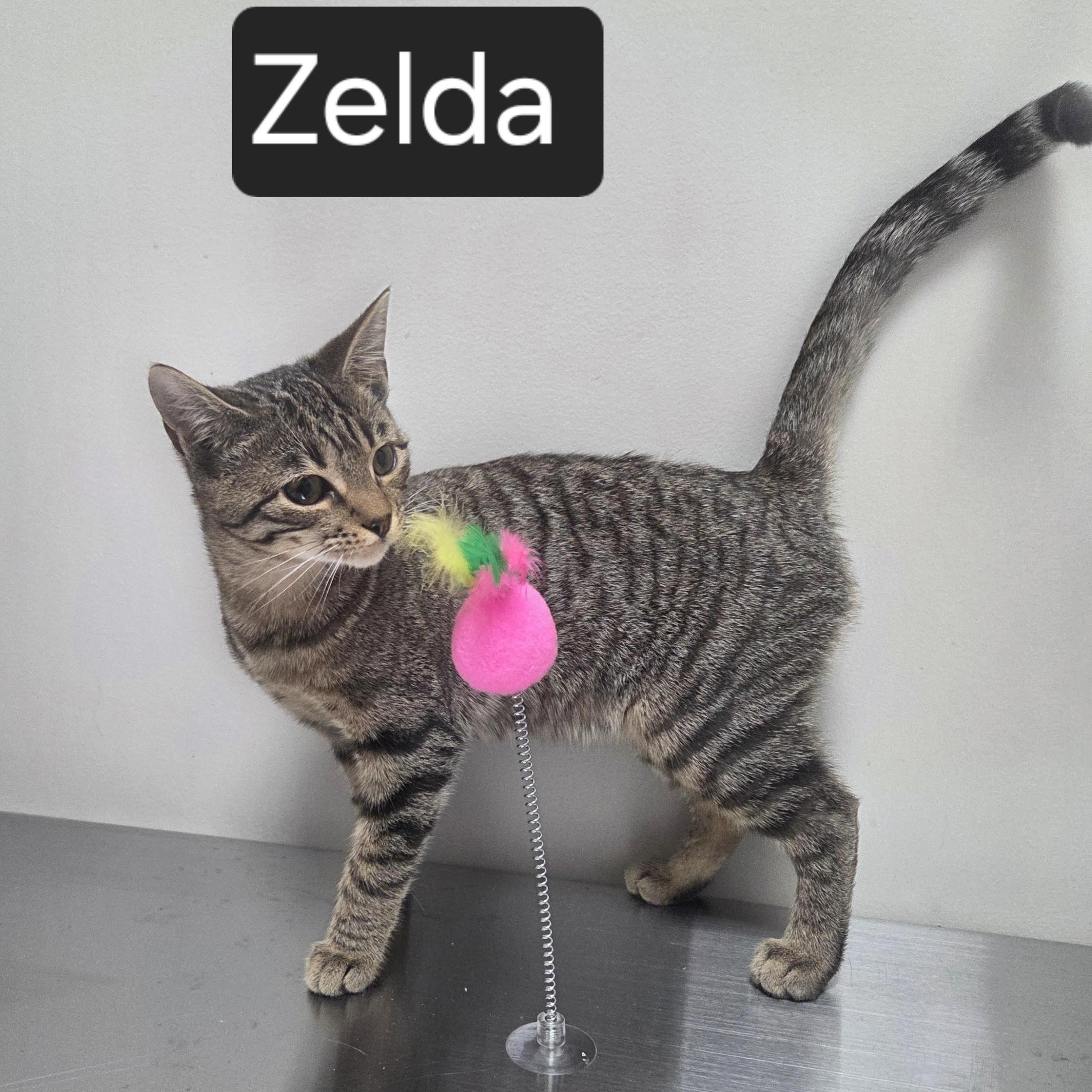 Zelda