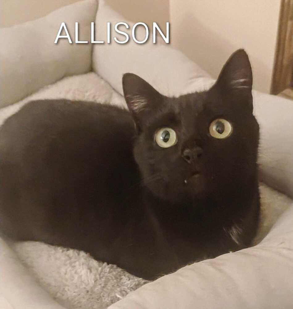 Allison