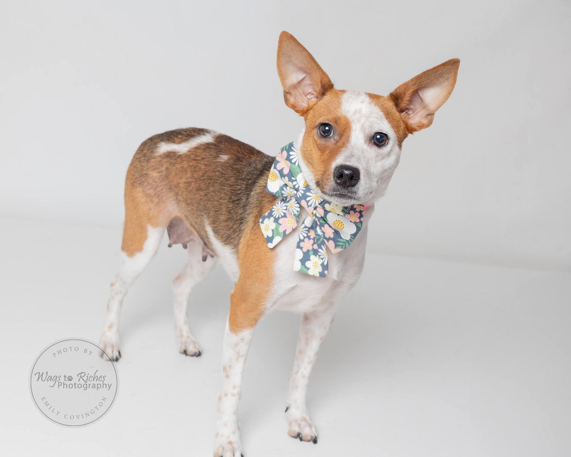 A young small-sized female White / Cream Rat Terrier dog named Lulu for adoption in Tuscaloosa, AL