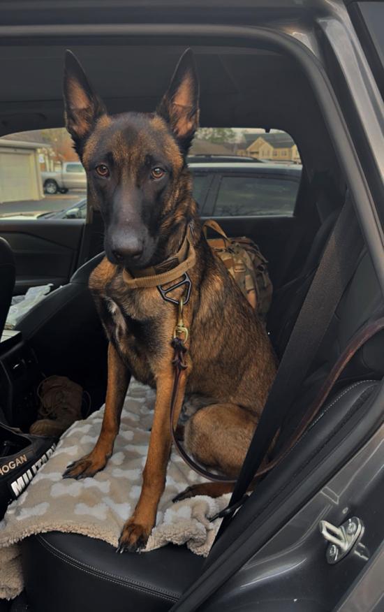 An adult medium-sized male Yellow / Tan / Blond / Fawn Belgian Shepherd / Malinois dog named Louis for adoption in Houston, TX