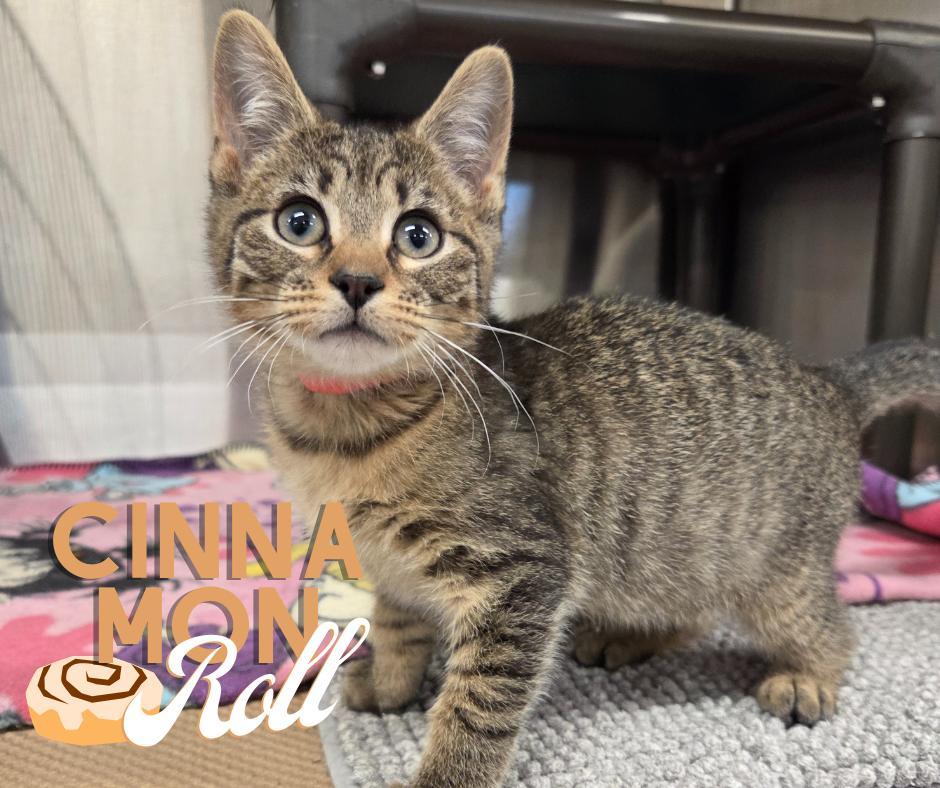 Cinnamon Roll photo 1