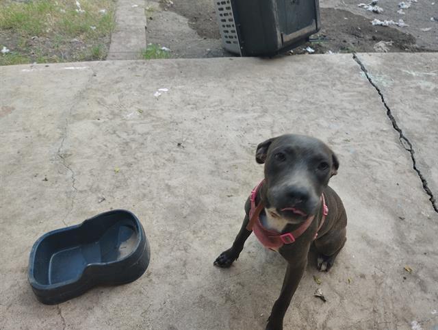 A young medium-sized female American Staffordshire Terrier dog named Shadow for adoption in San Antonio, TX