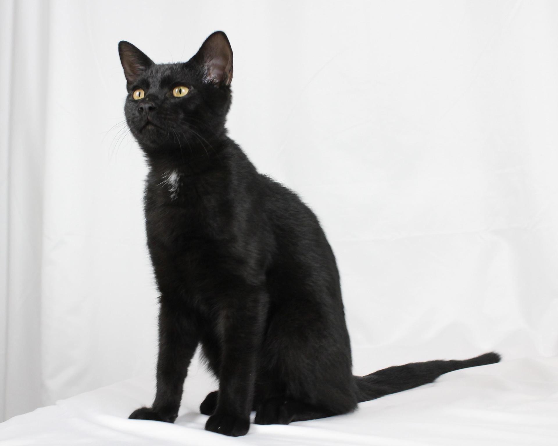 A baby medium-sized male Black Bombay cat named Inky for adoption in Tuscaloosa, AL