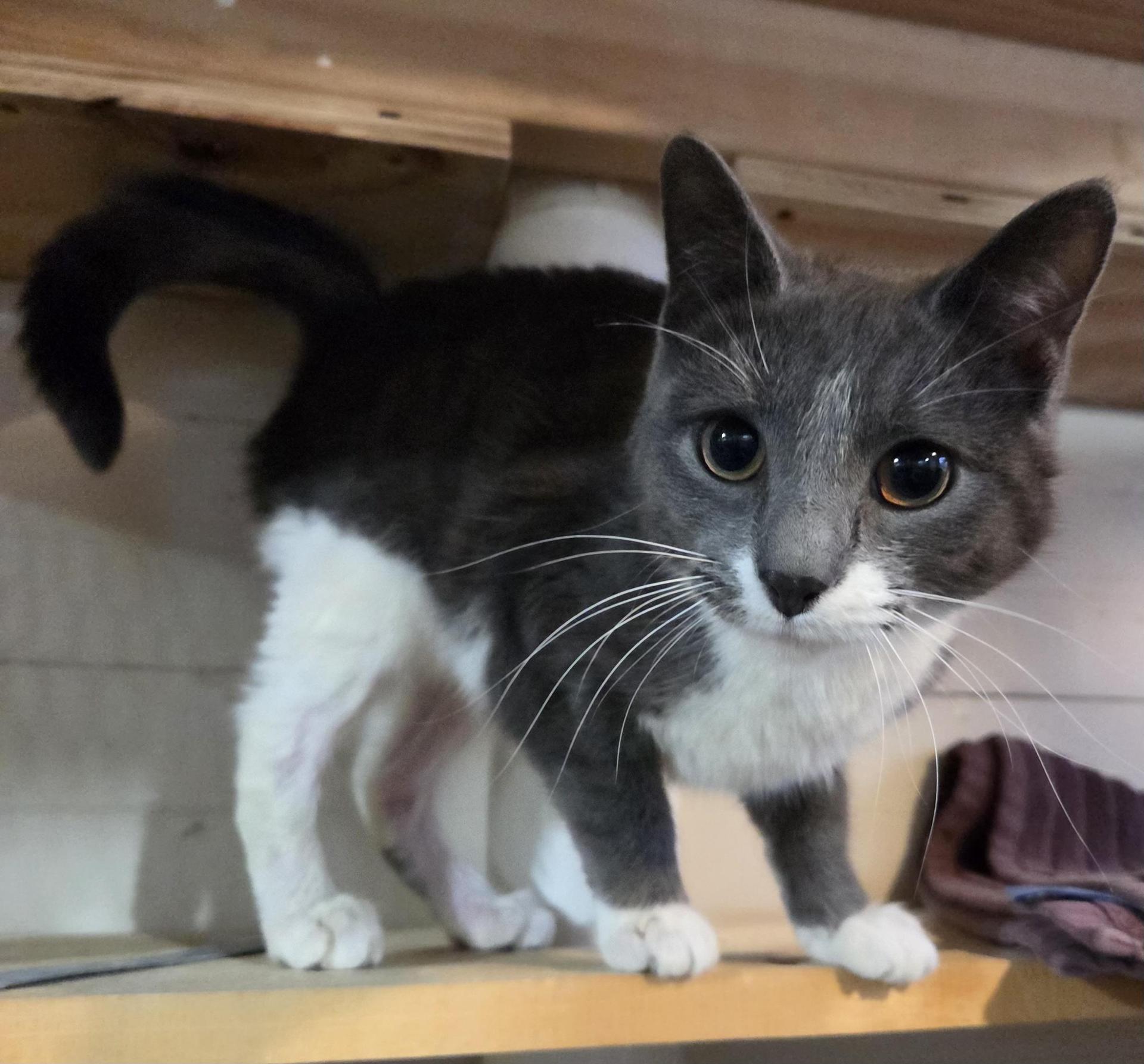 A baby medium-sized female Gray & White Domestic Short Hair cat named Toni Chow Hound for adoption in Grand Rapids, MI