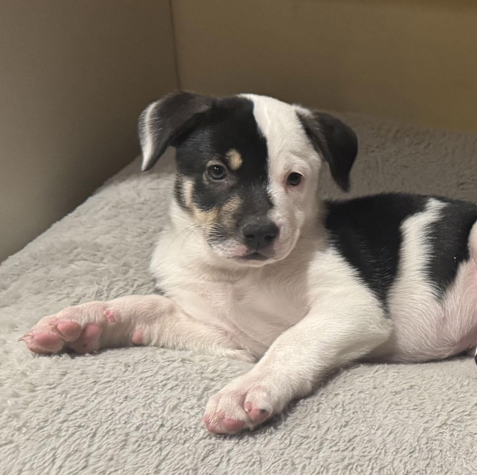 A baby large-sized female Great Pyrenees dog named Zada for adoption in Brooklyn Center, MN
