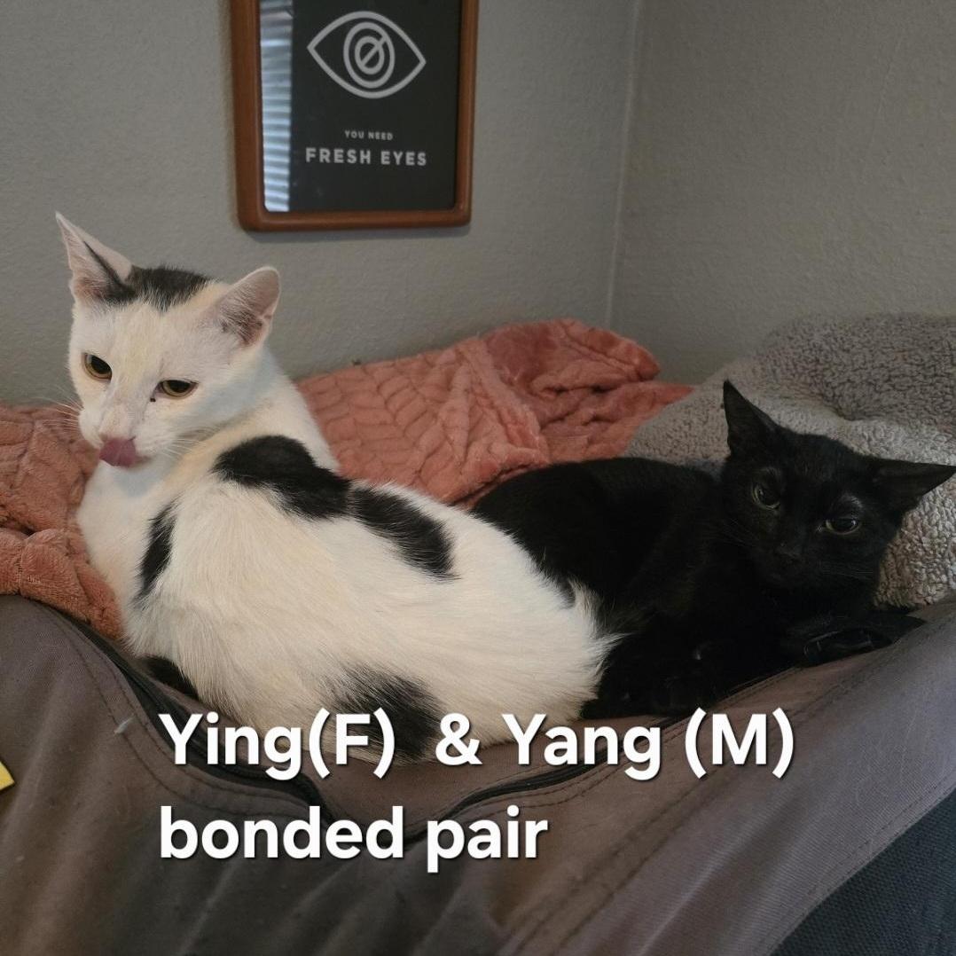 Ying & Yang
