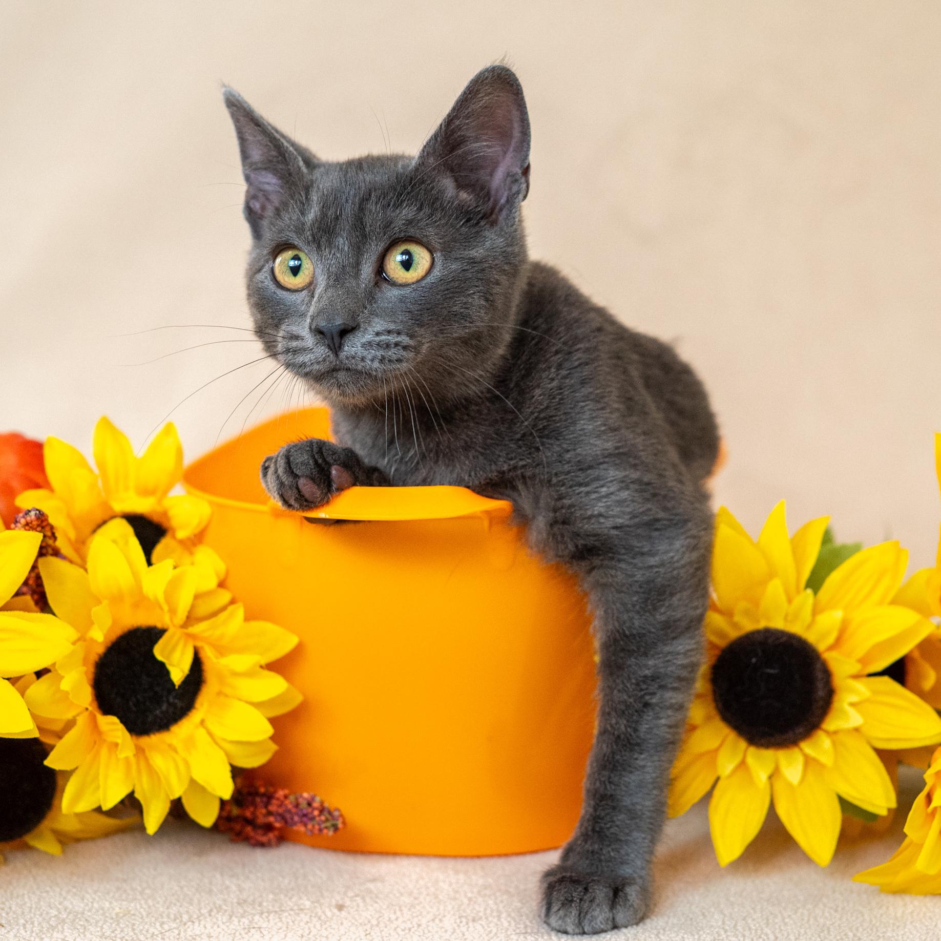 A baby small-sized male Domestic Short Hair cat named Smokey for adoption in North Babylon, NY