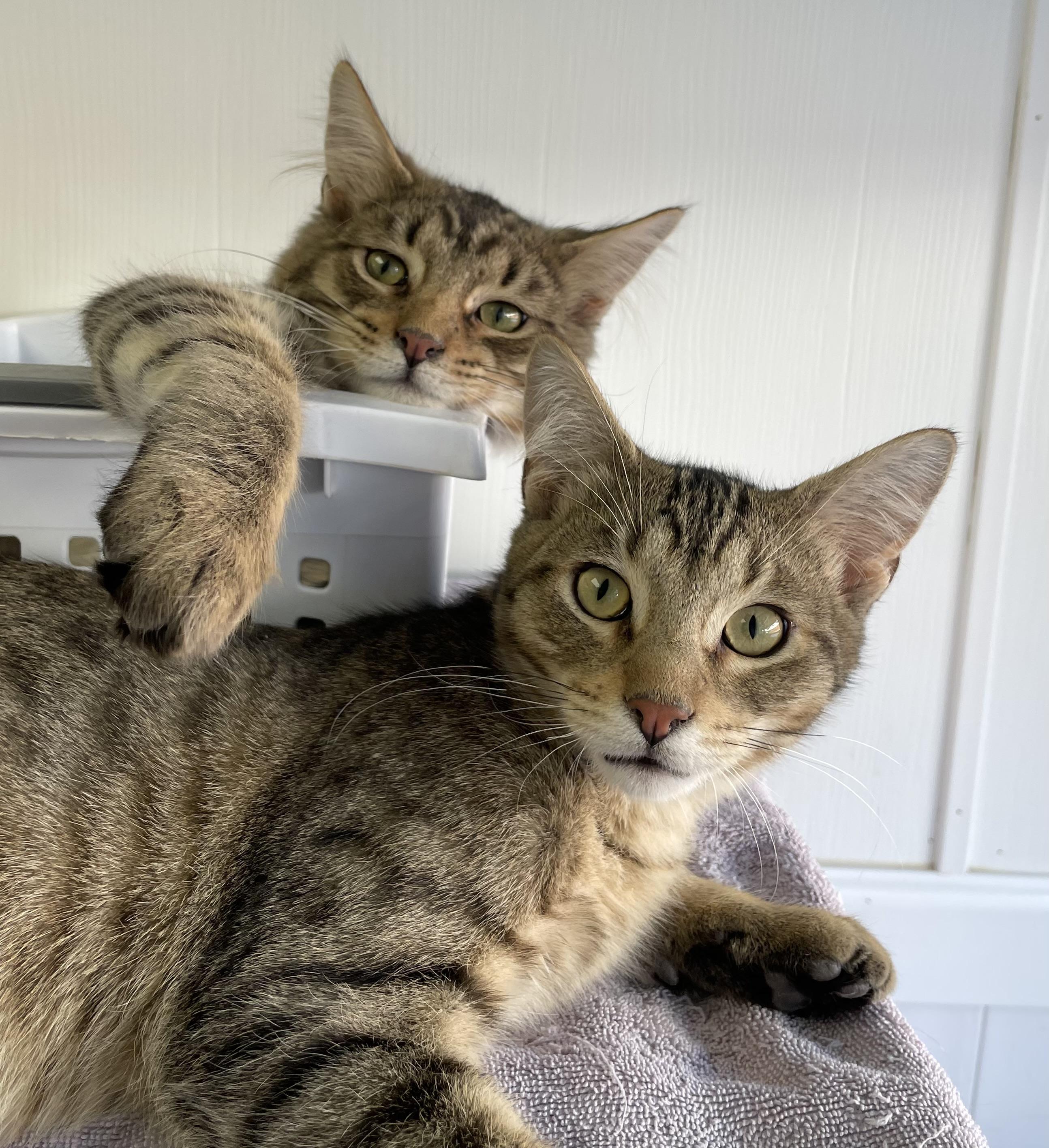 Bonded Brothers Bernard And