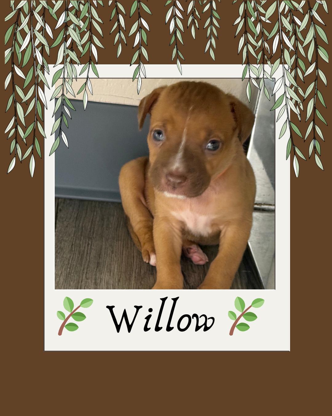 Willow
