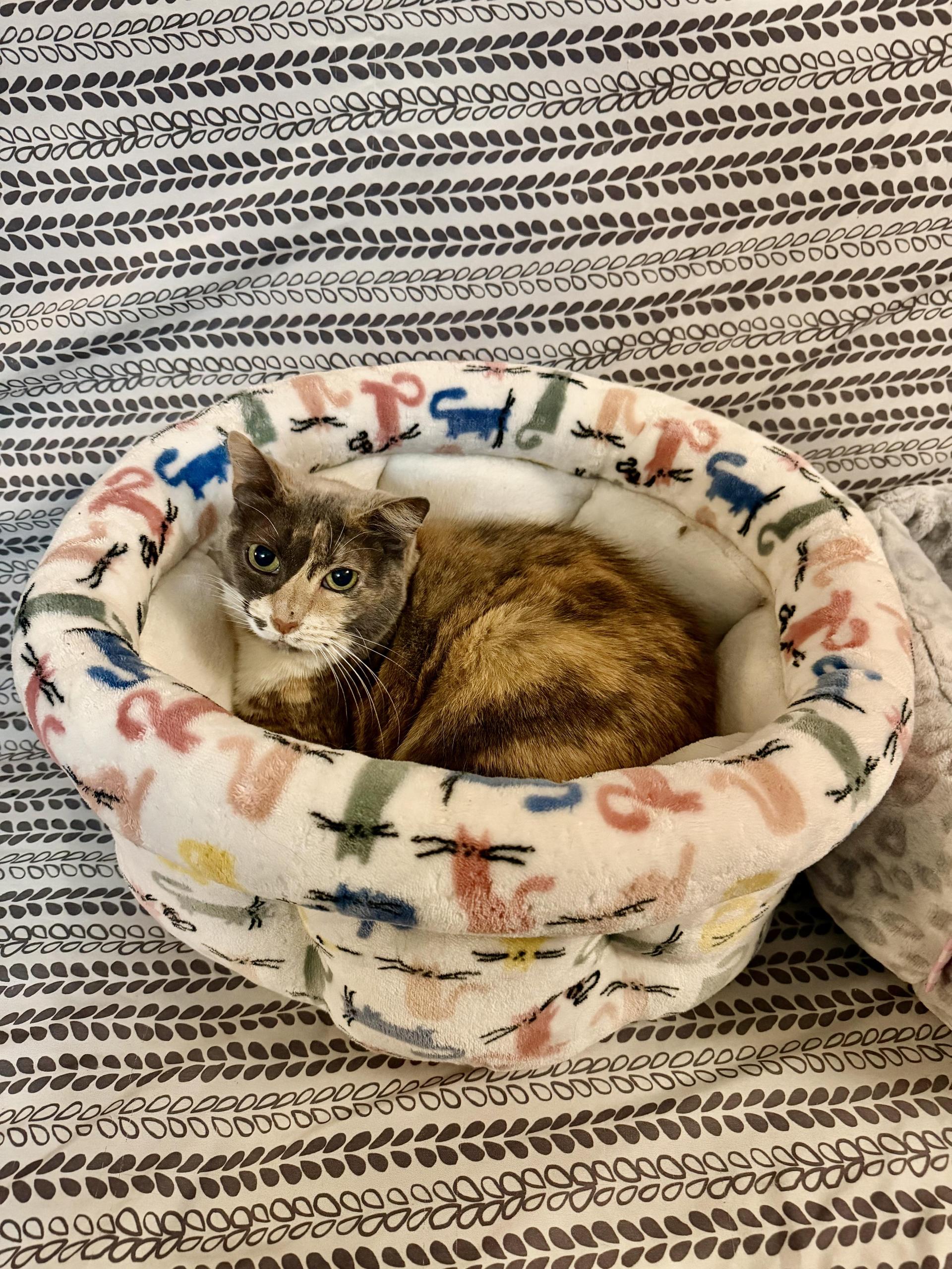 An adult medium-sized female Dilute Calico Domestic Short Hair cat named Sophia for adoption in Hamilton, NJ