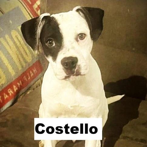 Costello