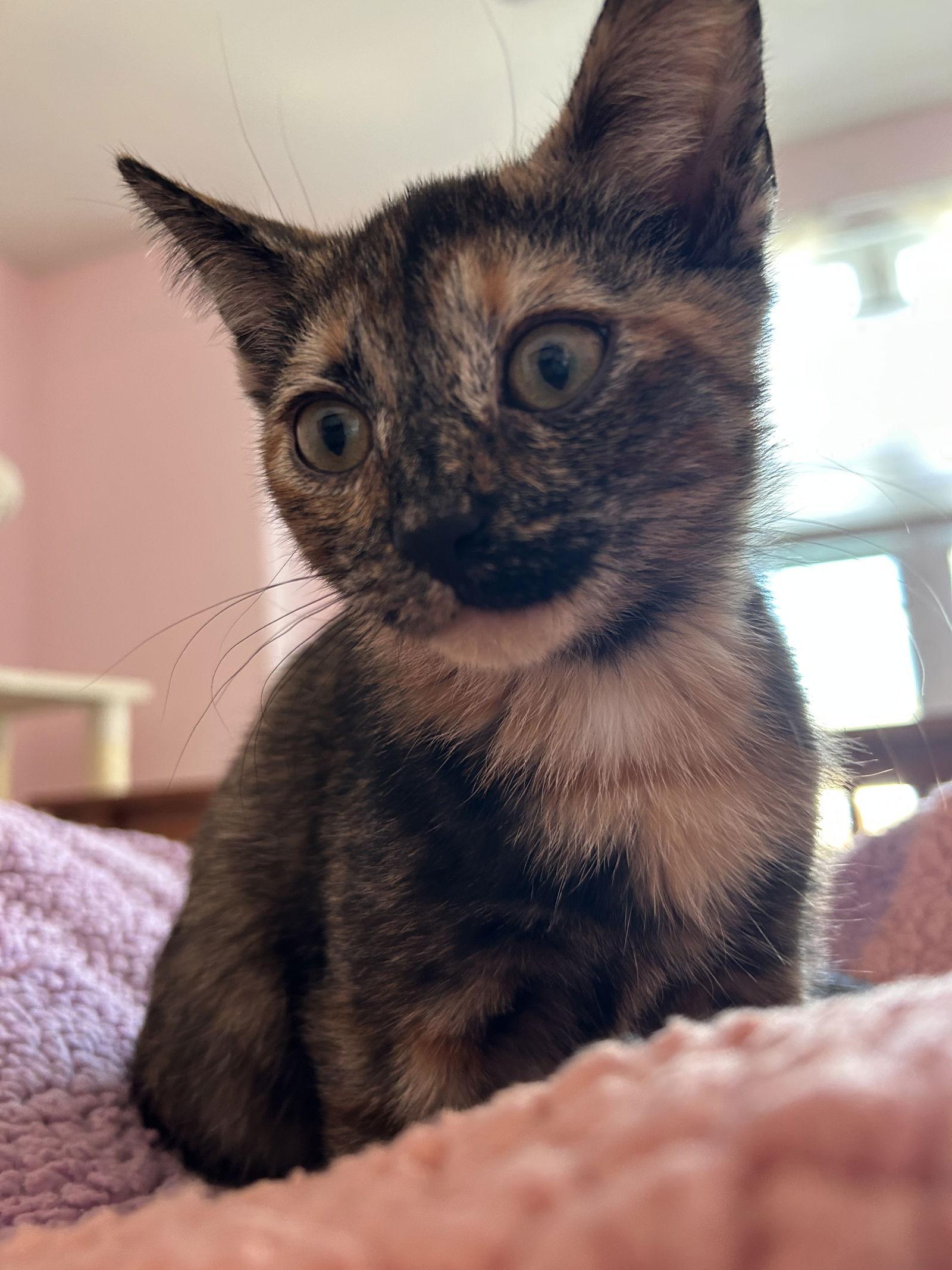 A baby medium-sized female Domestic Short Hair cat named Skarletta for adoption in Walled Lake, MI