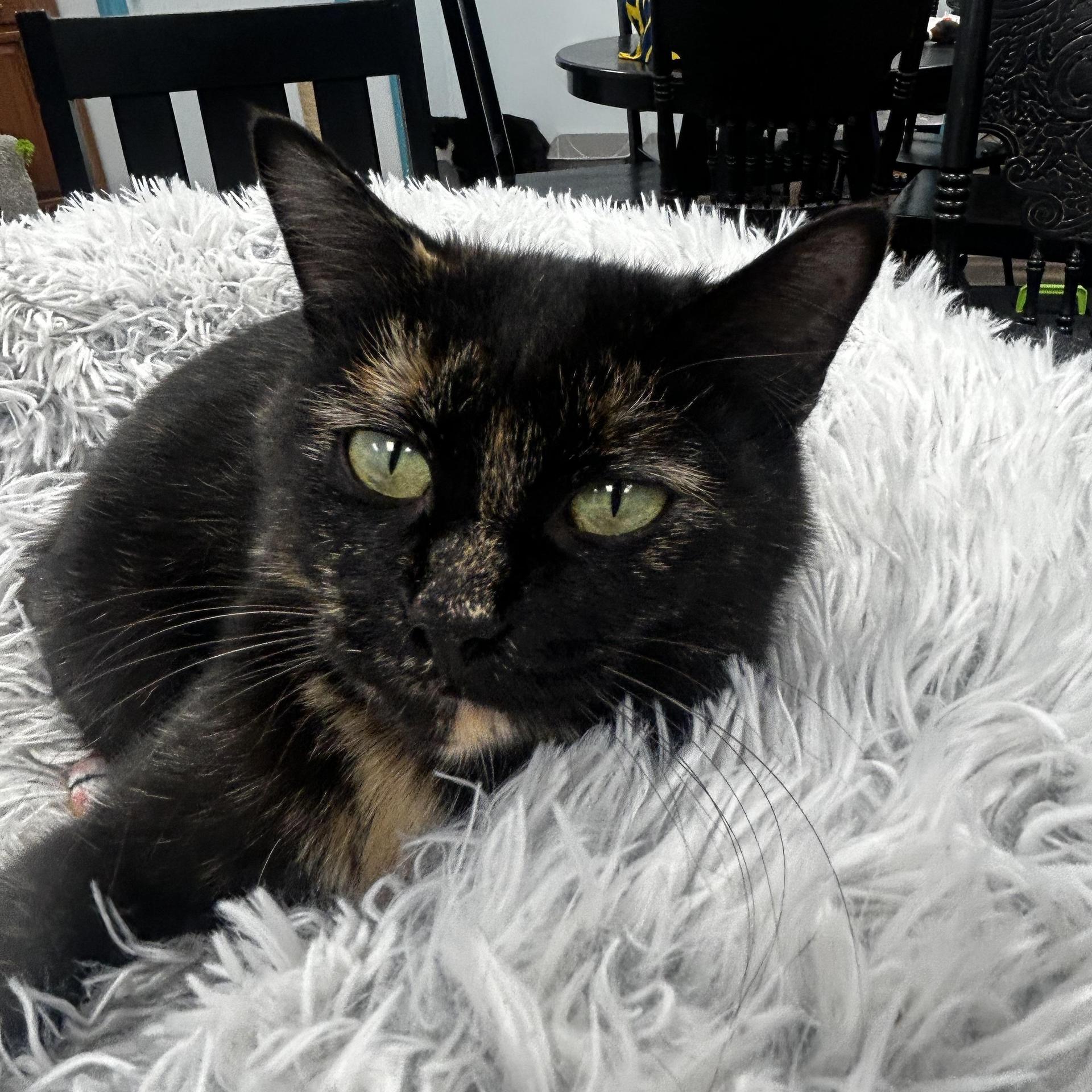 A baby medium-sized female Tortoiseshell cat named Marley for adoption in Grand Rapids, MI