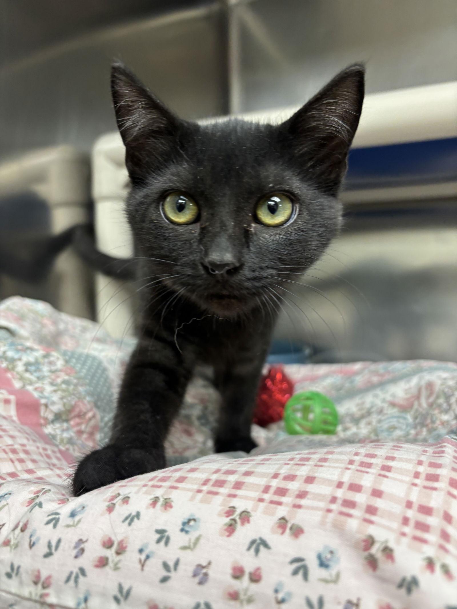 A baby medium-sized female Domestic Short Hair cat named Buffy for adoption in Brick, NJ