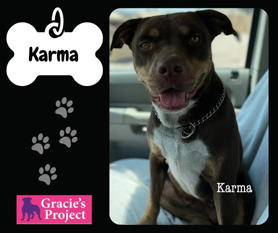 An adult medium-sized female Tricolor (Brown, Black, & White) Pit Bull Terrier dog named Karmal for adoption in Canyon, TX