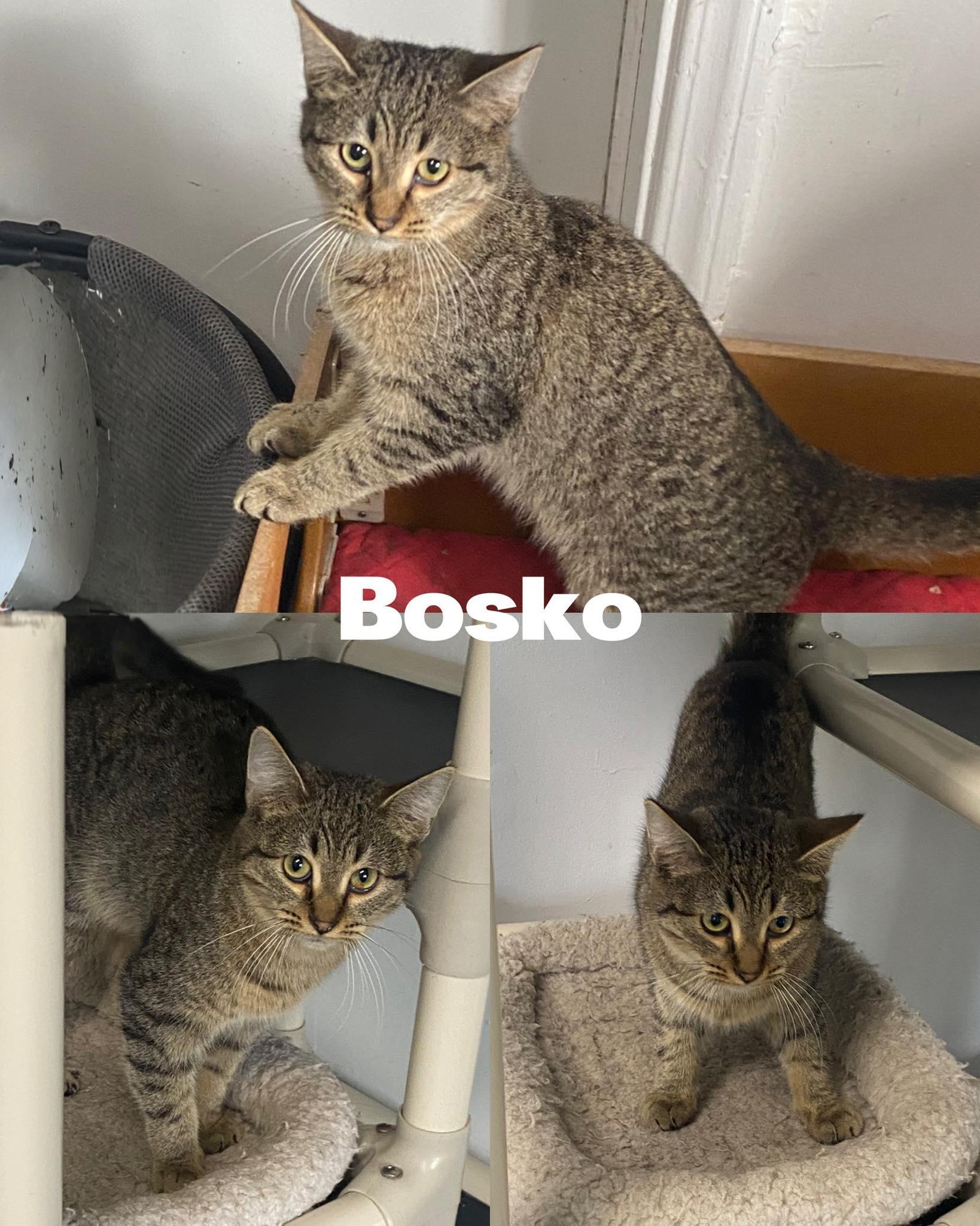 Bosko