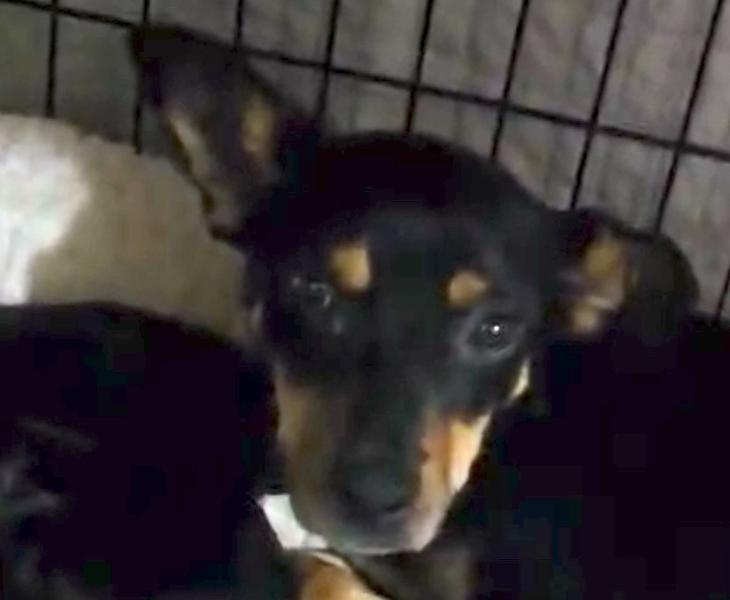 Momma Shyla Shortcake