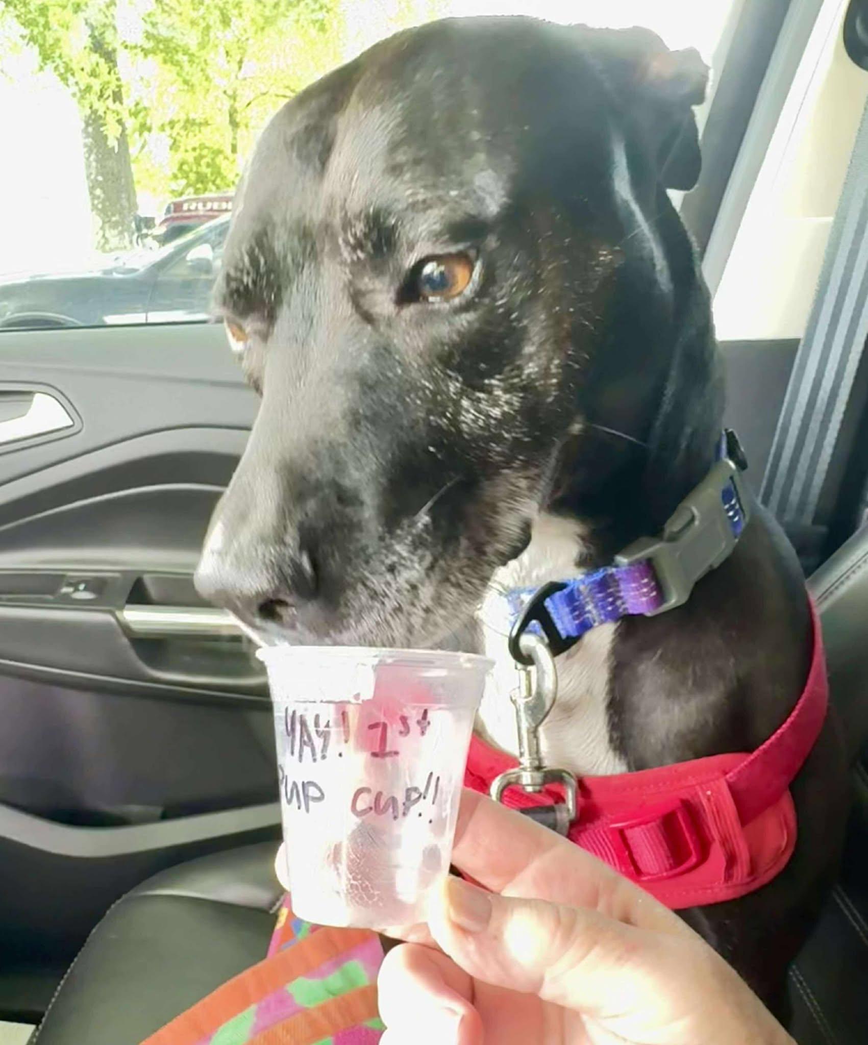 An adult medium-sized female Black Pit Bull Terrier dog named Bella for adoption in Zuni, VA