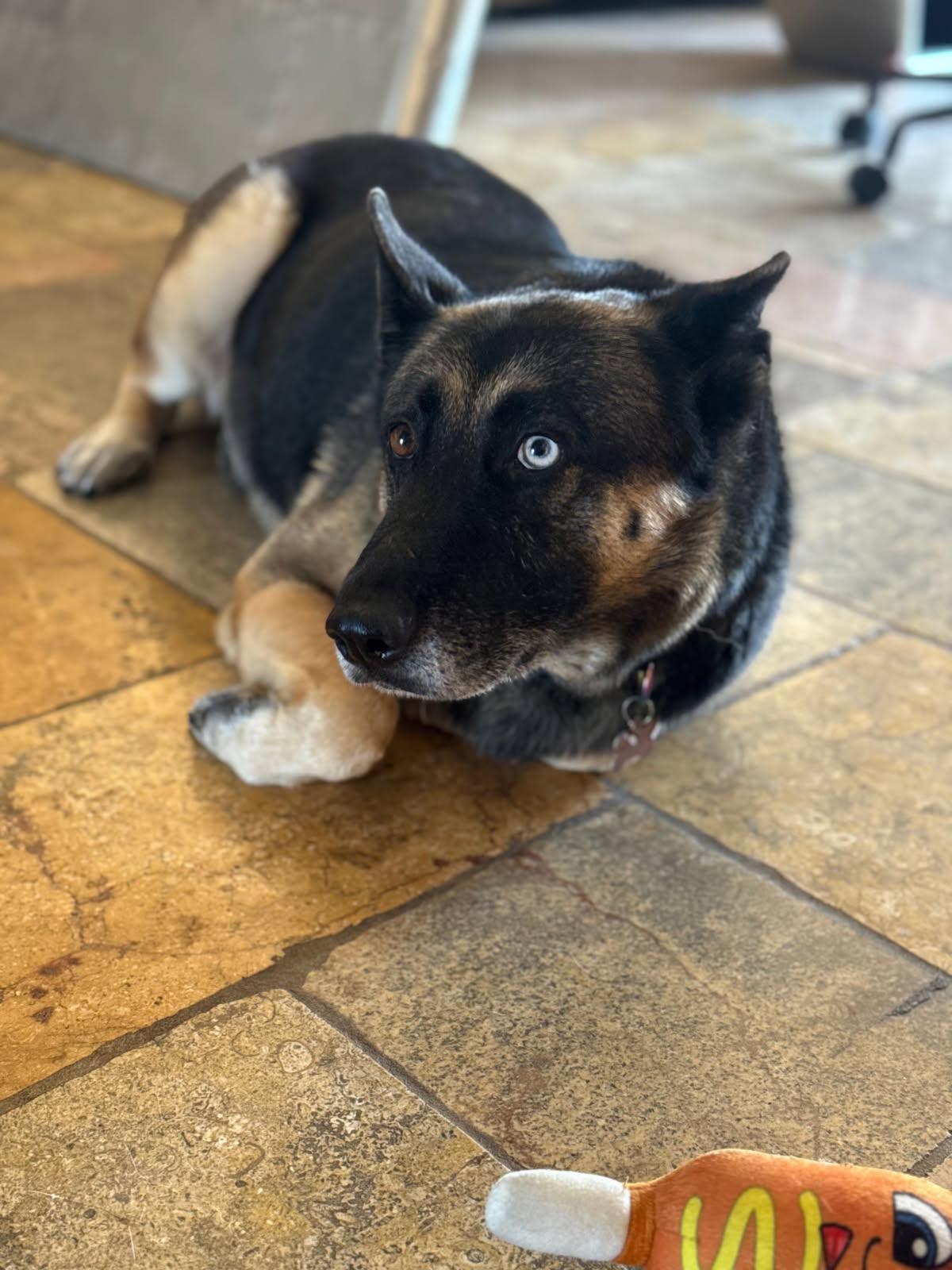An adult medium-sized female Bicolor German Shepherd Dog dog named Loba for adoption in Cool, CA