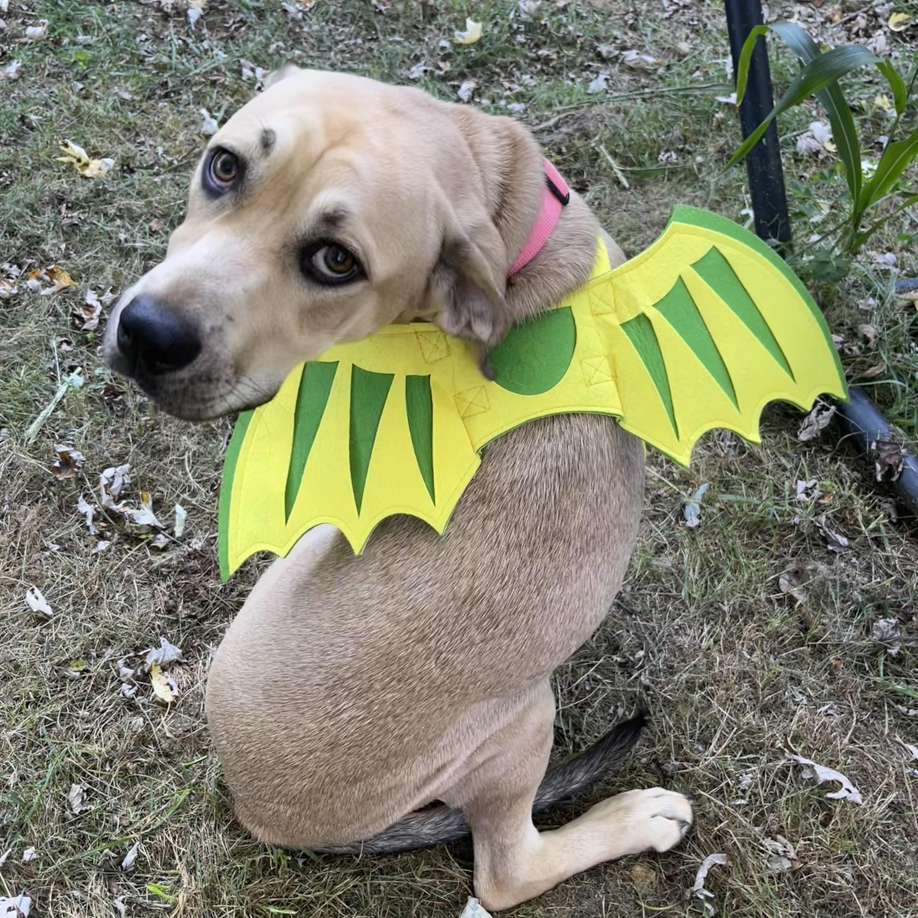 Harley Located In Marion